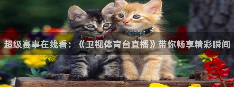 说球帝nba直播免费：超级赛事在线看：《卫视体育台直播》带你畅享精彩瞬间